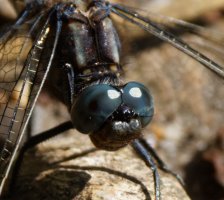 309A1767-DxO_keeled_skimmer_Dragonfly_head.jpg