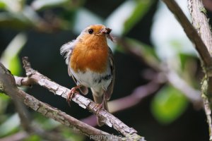 robin's breakfast.jpg