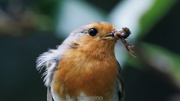 robin's breakfast_02.jpg