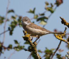 3R3A7855-DxO_whitethroat+ls.jpg