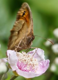 3R3A7851-DxO_Meadow_Brown_Butterfly-ls-ts_faceon.jpeg