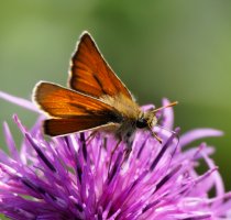 3R3A7825-DxO_Small_skipper_Butterfly-ls-ts.jpeg