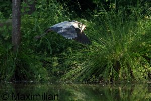 heron_BIF2023_07.JPG