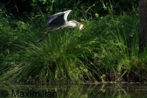 heron_BIF2023_08.JPG