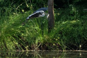 heron_BIF2023_09.JPG