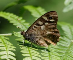 3R3A7934-DxO_speckled_wood_butterfly.jpg