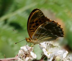 3R3A7942-DxO_silver_washed_fritillary_butterfly-ls-ts.jpeg