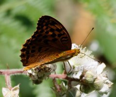 3R3A7948-DxO_silver_washed_fritillary_butterfly-ls-ts.jpeg