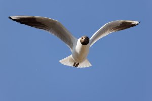 309A1926-DxO_Blackheaded_gull_flying_face-on+0.5_small.jpg