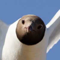 309A1926-DxO_Blackheaded_gull_flying_face-on+0.5 face.jpg