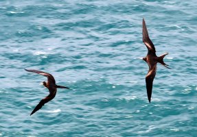 IMG_4623 picasa crop-topaz-denoise-sharpen - Copy.JPG