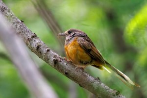White Rumped Shama - K1A5508-Enhanced-NR.jpg