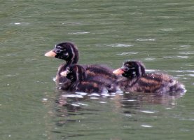 3R3A8035-DxO_Little_Grebe_Chicks-teaut-3.2x.jpg