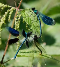 3R3A8146-DxO_banded_demoiselle_2_fighting over female.jpg