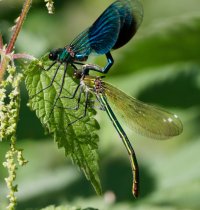 3R3A8171-DxO_banded_demoiselle_the victor mating.jpg
