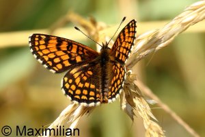 heath_fritillary_2023_01.JPG