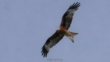 redkite.jpg