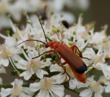 3R3A8410-DxO_Common_red_soldier_beetle.jpg