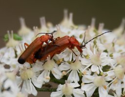 3R3A8400-DxO_Common_red_soldier_beetles_mating-ls-ts.jpeg