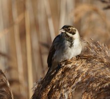 309A9817-DxO_reed_bunting_700mm-te.jpeg