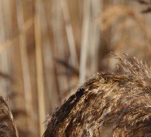 309A9817-DxO_minus_reed_bunting_700mm-te copy.jpg