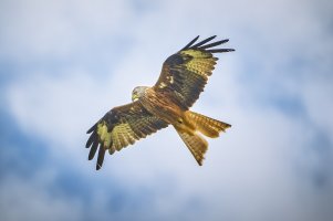 HB 20230702_74A4580_DxO-Bearbeitet.JPG