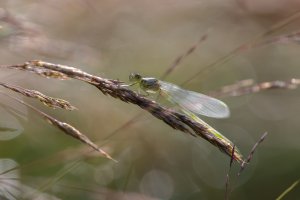 20230623 0912 48 Nederland Amersfoort - Canon EOS R5 - RF100-500mm F4.5-7.1 L IS USM at 500 mm...jpg