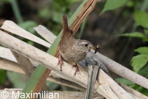 wren_2023_05.JPG