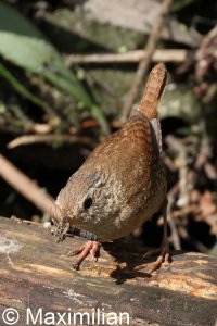 wren_2023_06.JPG