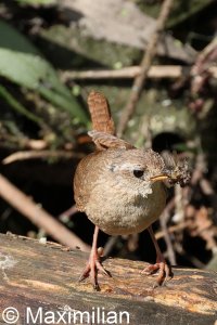 wren_2023_07.JPG