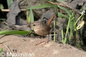 wren_2023_09.JPG