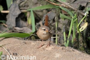 wren_2023_10.JPG