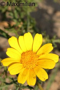 flower_kos_2023_008.JPG
