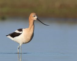 AmericanAvocetDL6A1507GD.jpg