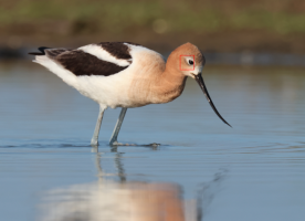 AmericanAvocetDL611410BAD.png
