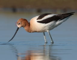 AmericanAvocetDL611419BAD.png