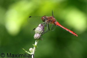 darter_rud_2023_02.JPG