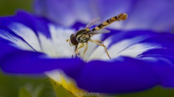 hover fly _02.jpg