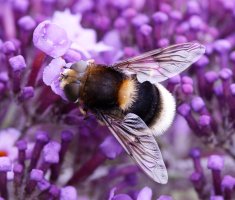 309A2242-DxO_Eristalis intricarius-ls-sm.jpeg