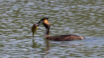 haubi beim füttern.jpg