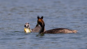 haubi beim füttern 3.jpg