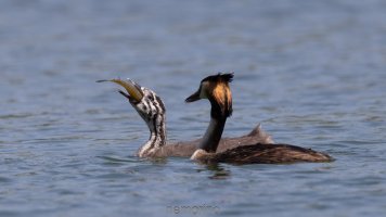 haubi beim füttern 6.jpg