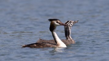 haubi beim füttern8.jpg