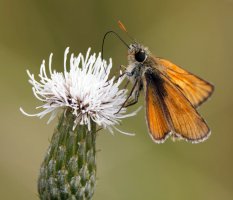309A2306-DxO_little_skipper_butterfly-lssautcrop.jpg