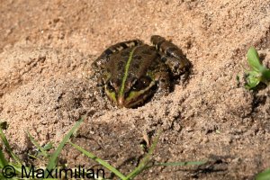 frog_water_2023_03.JPG