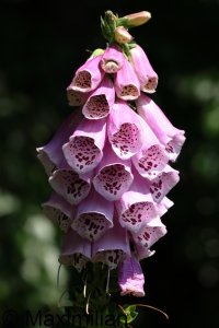 Digitalis_2023_02.JPG