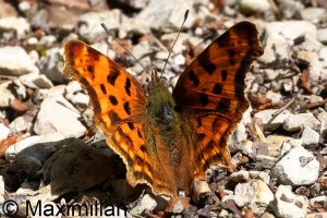 comma_2023_01.JPG