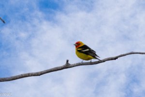 New Mexico May 2023-339-Enhanced-NR.jpg