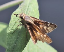 IMG_4847 ps3 fix and crop-topaz-denoise-sharpen - Copy.JPG