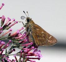 IMG_5273 ps3 fix-topaz-enhance-1.8x-sharpen - Copy.JPG